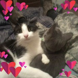 Meet your Posher, Penny